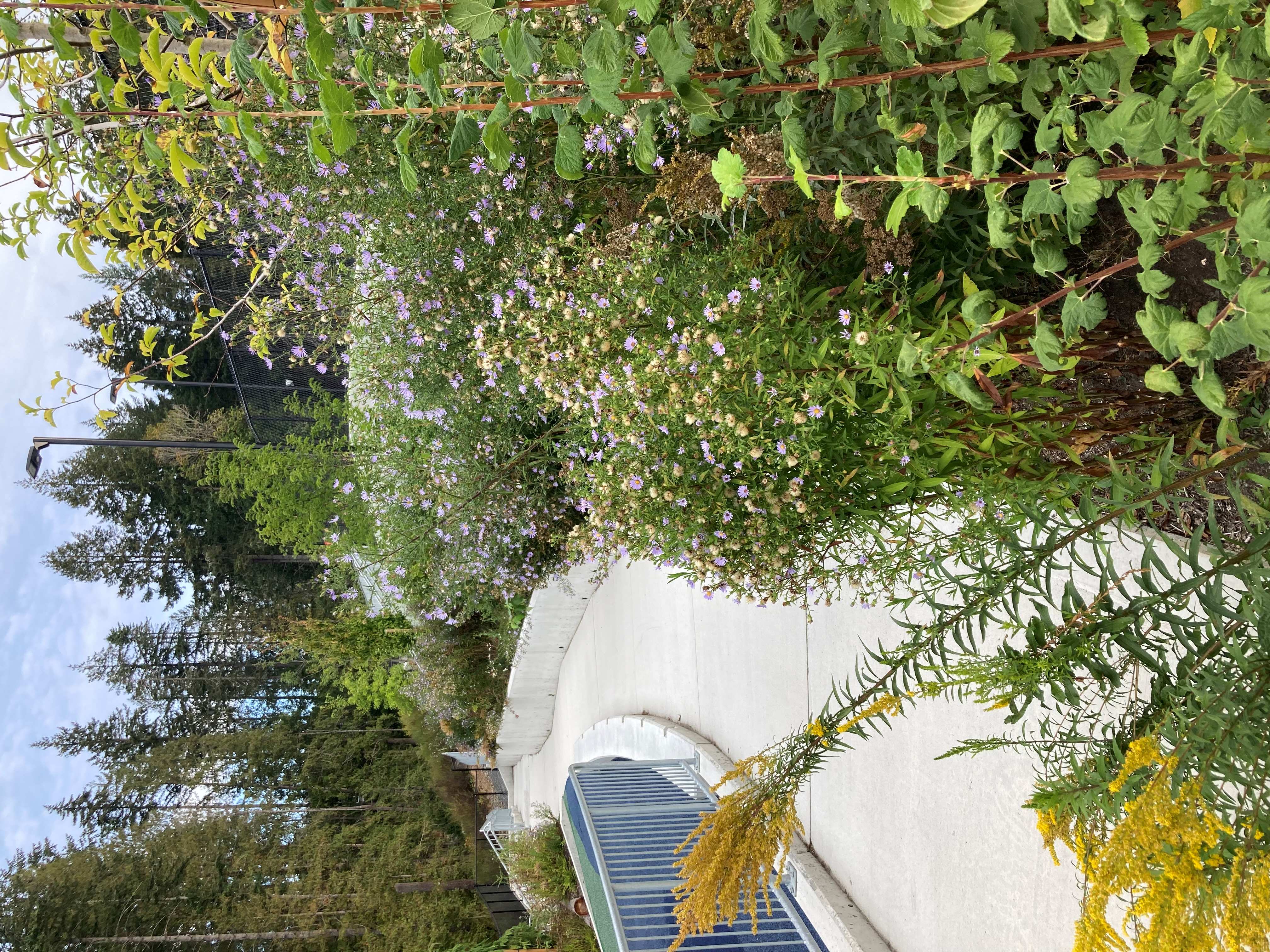 Native Plant Garden 2.jpg